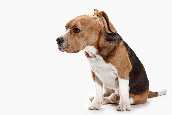 Front view of cute beagle dog sitting, isolated on a white background — Stock Photo, Image