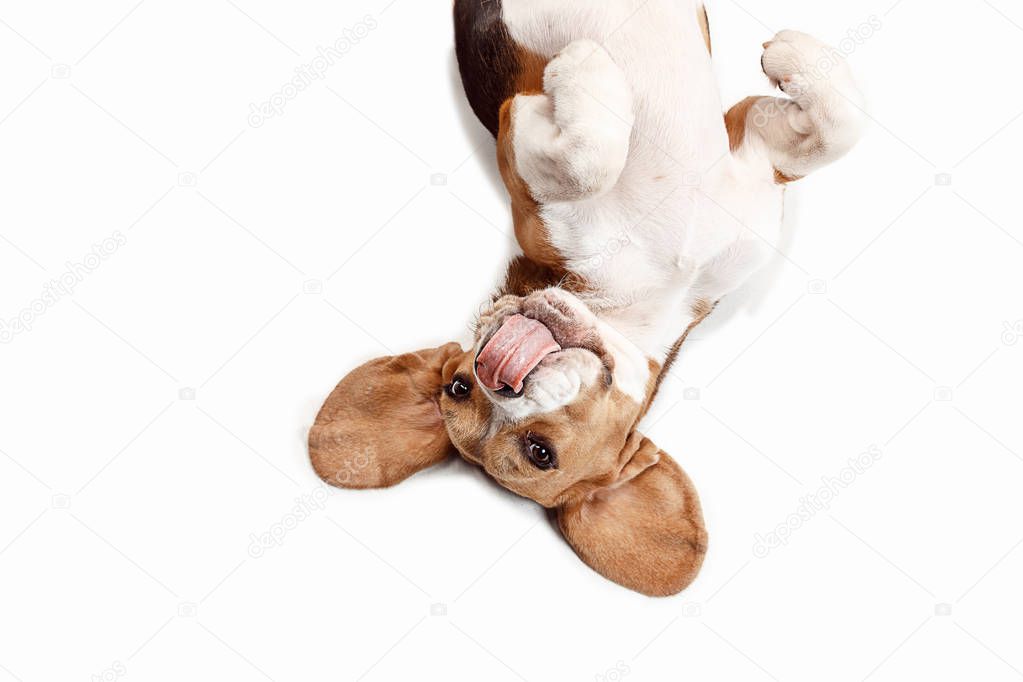 Front view of cute beagle dog sitting, isolated on a white background
