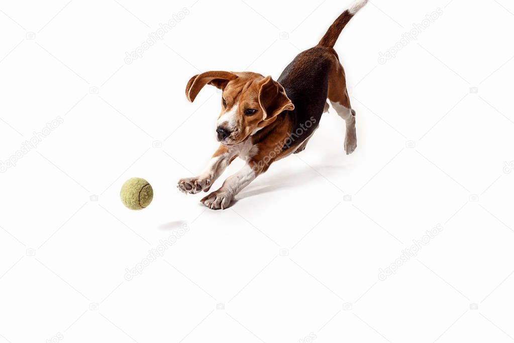 Front view of cute beagle dog with ball isolated on a white background