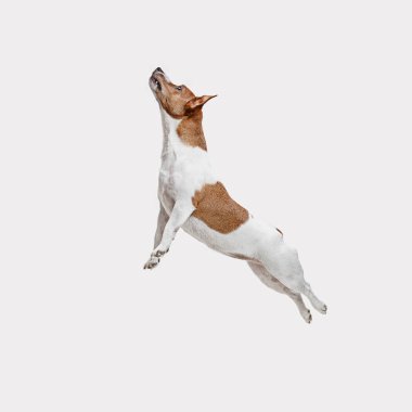 Jack Russell Terrier, beyaz üzerine izole edilmiş.