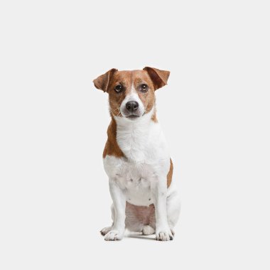 Jack Russell Terrier, beyaz üzerine izole edilmiş.