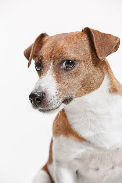 Jack Russell terrier, aislado en blanco —  Fotos de Stock