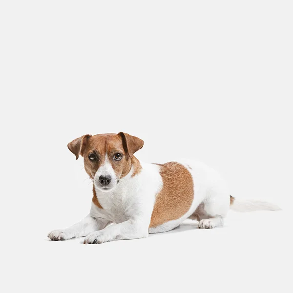 Jack Russell terrieri, eristetty valkoisella — kuvapankkivalokuva