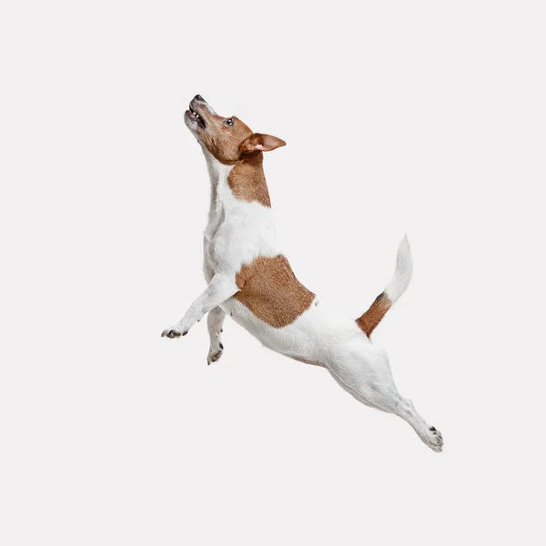 Jack Russell terrier, isolado em branco — Fotografia de Stock