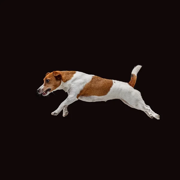 Jack Russell Terrier, aislado en negro —  Fotos de Stock
