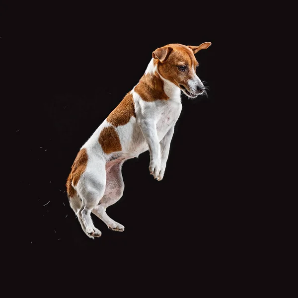 Jack Russell Terrier, siyahta izole — Stok fotoğraf