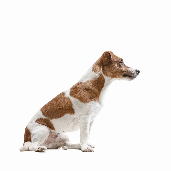 Jack Russell terrier, isolé sur blanc — Photo