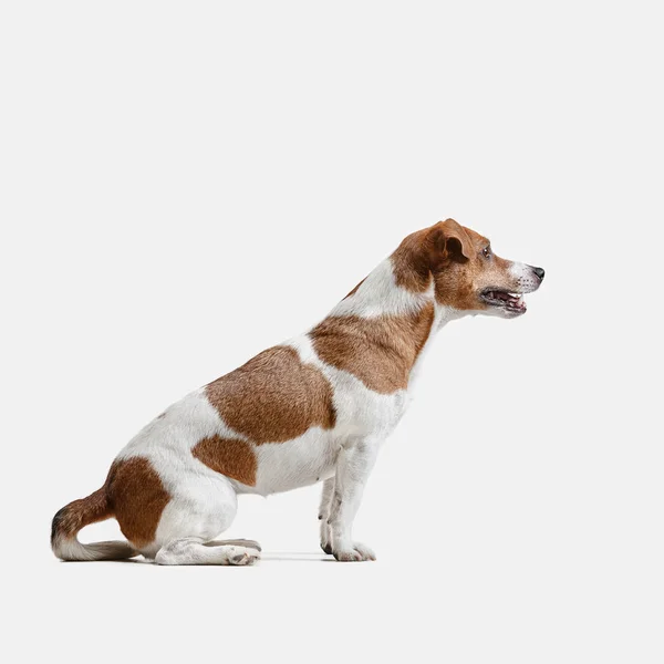Jack Russell terrier, isolato su bianco — Foto Stock