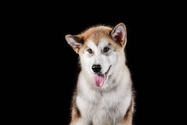 Yalan, nefes nefese, husky malamute köpek yavrusu siyah izole