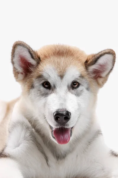 Husky Malamute Köpek Yavrusu yalan söylüyor, soluk soluğa, beyazın üstünde soyutlanmış — Stok fotoğraf