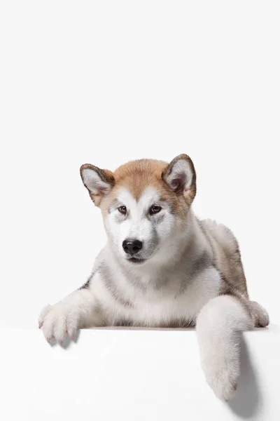 Husky Malamute cachorro mintiendo, jadeando, aislado en blanco — Foto de Stock