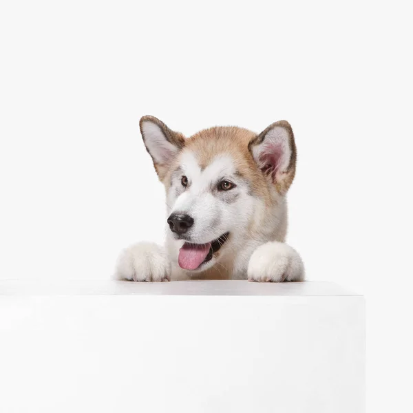 Husky Malamute cachorro mintiendo, jadeando, aislado en blanco —  Fotos de Stock