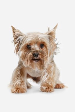 Yorkshire terrier om beyaz arka plan izole