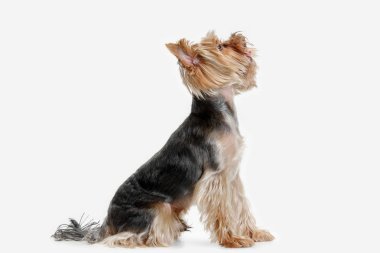 Yorkshire terrier om beyaz arka plan izole