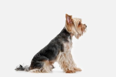 Yorkshire terrier om beyaz arka plan izole