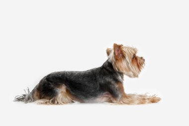 Yorkshire terrier om beyaz arka plan izole