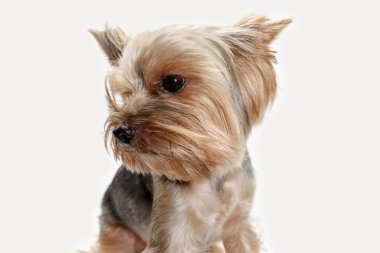 Yorkshire terrier om beyaz arka plan izole
