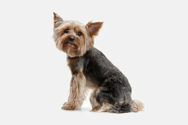 Yorkshire terrier aislado om fondo blanco —  Fotos de Stock