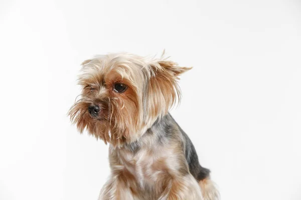 Yorkshire terrier om beyaz arka plan izole — Stok fotoğraf