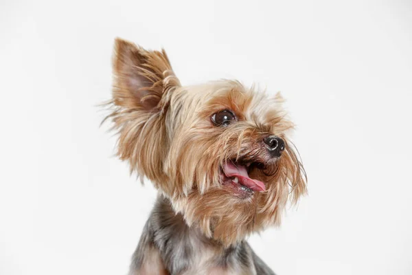 Yorkshire terrier isolated om white background — Stock Photo, Image