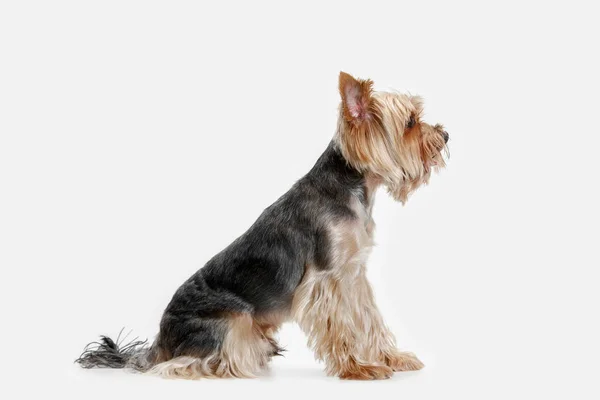 Yorkshire terrier geïsoleerd om witte achtergrond — Stockfoto