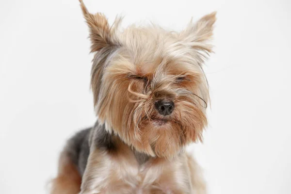 Yorkshire terrier isoliert om weißen hintergrund — Stockfoto