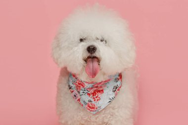 Bichon frize doğurmak pembe renk izole bir köpek
