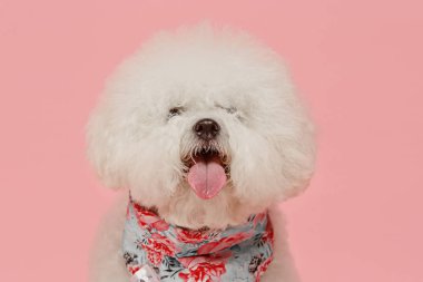Bichon frize doğurmak pembe renk izole bir köpek