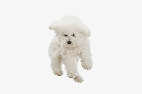 Un chien de race frise Bichon isolé sur couleur blanche — Photo