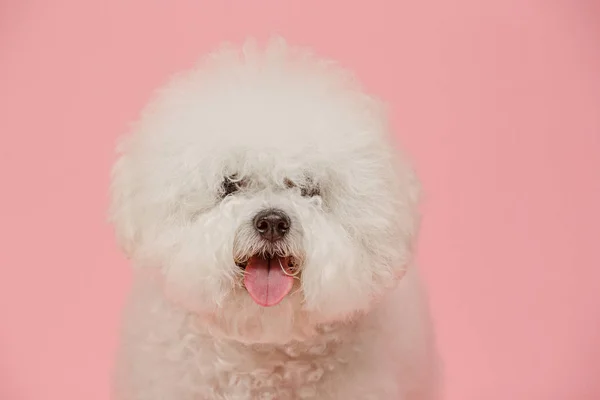 Bichon frize doğurmak pembe renk izole bir köpek — Stok fotoğraf