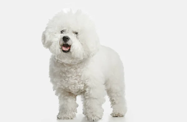 Un cane di razza frize di Bichon isolato su colore bianco — Foto Stock