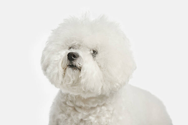 A dog of Bichon frize breed isolated on white color