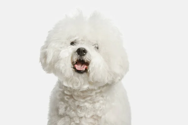 Un cane di razza frize di Bichon isolato su colore bianco — Foto Stock