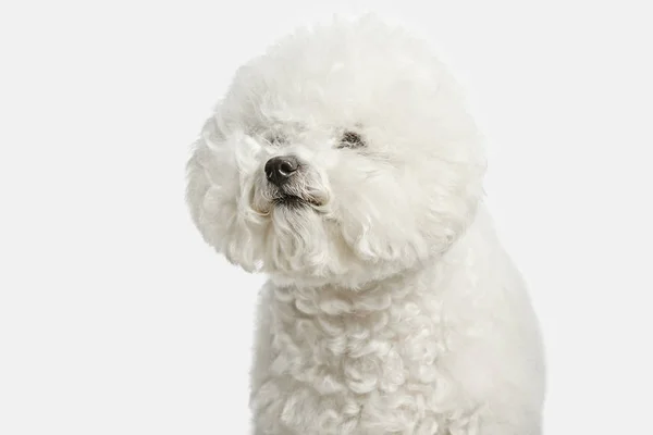 Un chien de race frise Bichon isolé sur couleur blanche — Photo