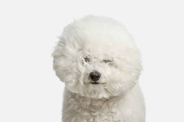 Un cane di razza frize di Bichon isolato su colore bianco — Foto Stock