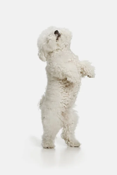 Ein Hund der Rasse bichon frize isoliert auf weißer Farbe — Stockfoto