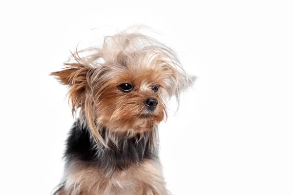 Yorkshire terrier - tiro na cabeça, contra um fundo branco — Fotografia de Stock