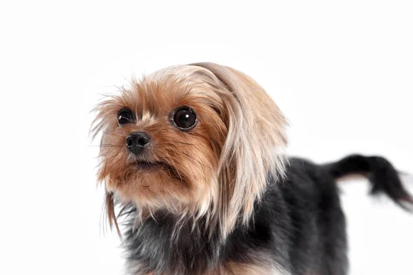 Yorkshire Terrier blickt in einem Kopfschuss in die Kamera, vor weißem Hintergrund — Stockfoto