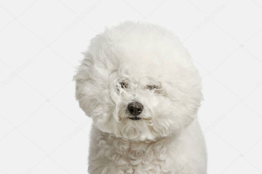 A dog of Bichon frize breed isolated on white color