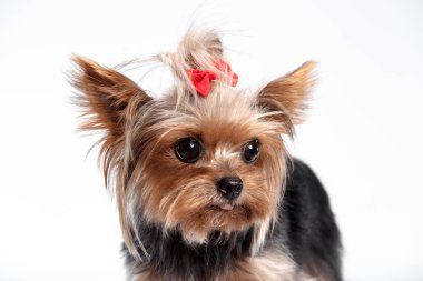 Yorkshire terrier - kafa atış, beyaz bir arka planı