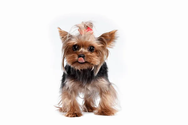 Yorkshire terrier kijken naar de camera in een hoofd geschoten, tegen een witte achtergrond — Stockfoto