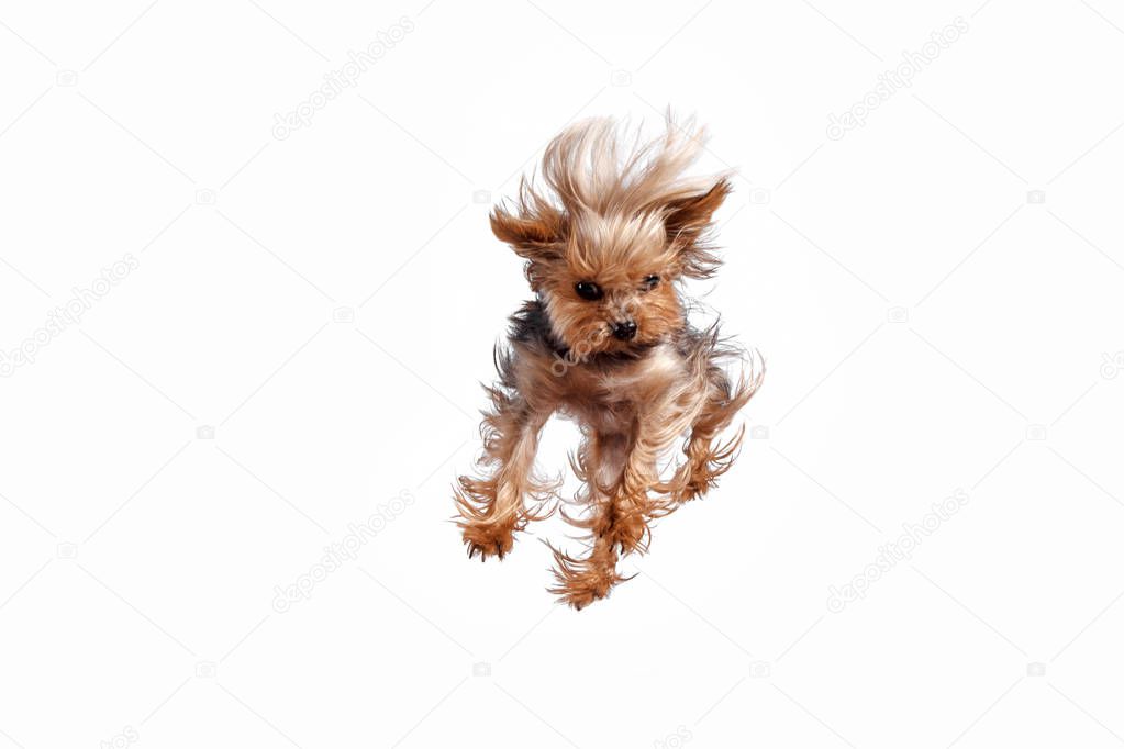 Yorkshire terrier jumping against a white background