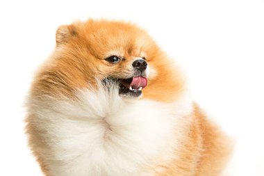 sevimli küçük genç pomeranian cob beyaz arka plan üzerinde izole