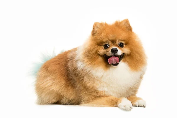 Pequeña Mazorca Pomerania Joven Lindo Aislado Sobre Fondo Estudio Blanco — Foto de Stock