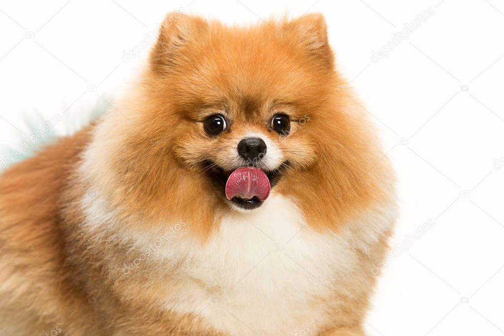 cute Little young pomeranian cob isolated over white background