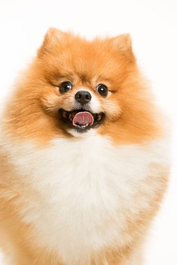 sevimli küçük genç pomeranian cob beyaz arka plan üzerinde izole
