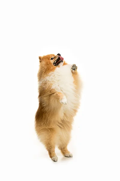 Cute Little young pomeranian cob isolated over white background — Stock Photo, Image