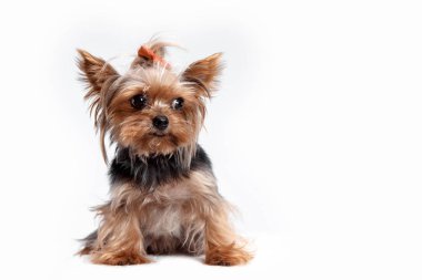 Yorkshire terrier - kafa atış, beyaz bir arka planı