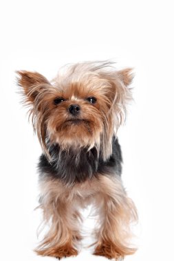 Yorkshire terrier - kafa atış, beyaz bir arka planı