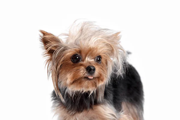 Yorkshire Terrier blickt in einem Kopfschuss in die Kamera, vor weißem Hintergrund — Stockfoto